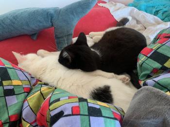 Comino Bild von Comino