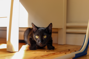 Felix Bild von Felix