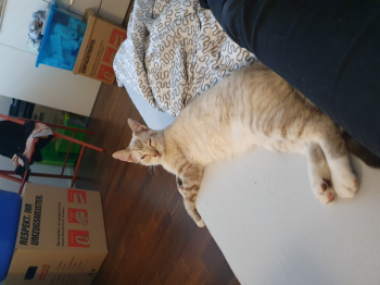 Tranchete Bild von Tranchete