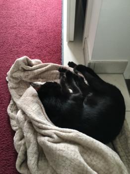 Horus Bild von Horus