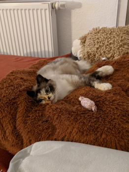 Mila Bild von Mila