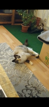 Mila Bild von Mila