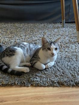 Duki Bild von Duki