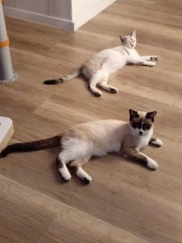 Milo Bild von Milo