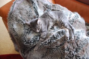 Julie Bild von Julie