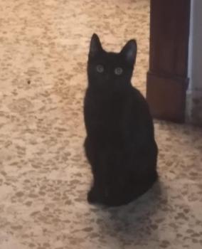 Negrita Bild von Moki
