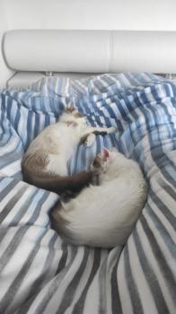 Kaya Bild von Kaya