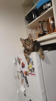 Piccola Bild von Piccola