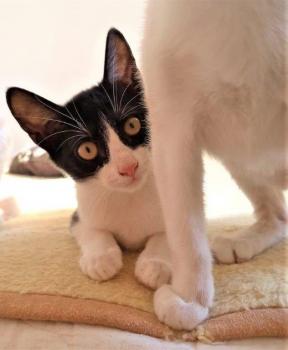 Galia Bild von Galia