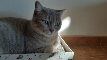 Batet Bild von Batet