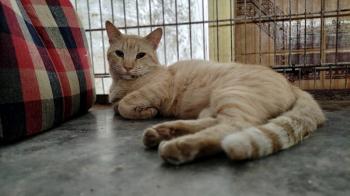 Garfield Bild von Garfield