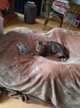 Gris Bild von Gris