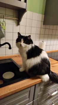 Jeffrey Bild von Jeffrey