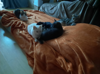 Gris Bild von Gris