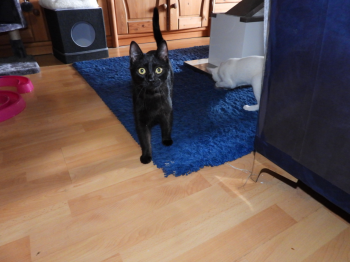Nova Bild von Nova