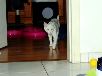 Nova Bild von Nova