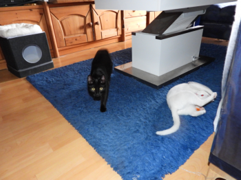 Bild von Bagheera