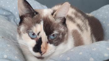 Lizzy Bild von Lizzy