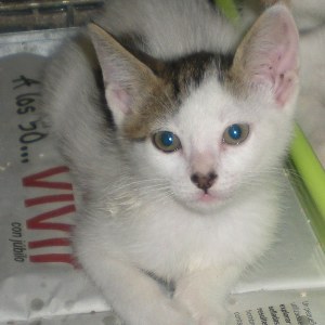 Bild von Indira