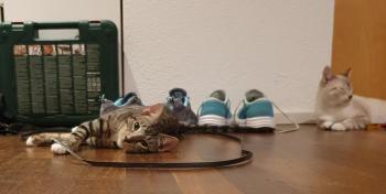 Tranchete Bild von Tranchete
