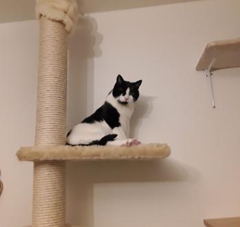 Nikito Bild von Nikito
