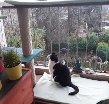 Nikito Bild von Nikito