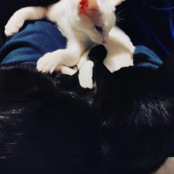 Bild von Bagheera