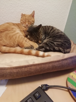Mocoso Bild von Mocoso