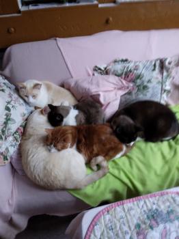 Raton Bild von Raton