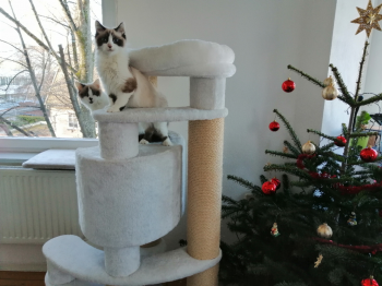 Kaya Bild von Kaya