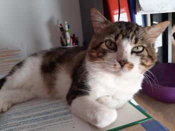 Bild von Don Gato