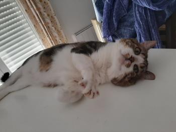 Bild von Don Gato