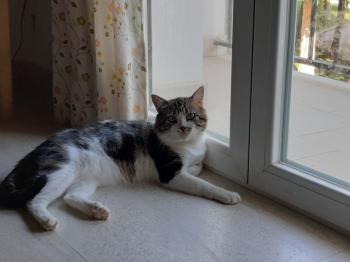 Bild von Don Gato