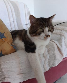 Bild von Don Gato