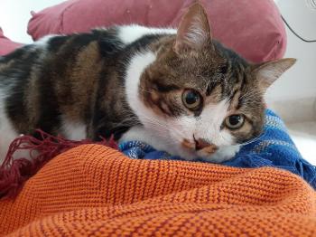 Bild von Don Gato