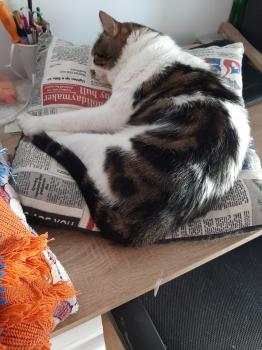 Bild von Don Gato