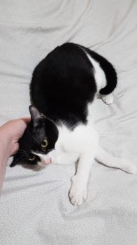 Titino Bild von Titino