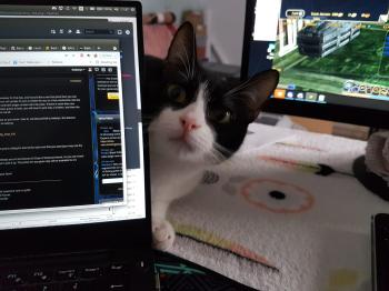 Titino Bild von Titino