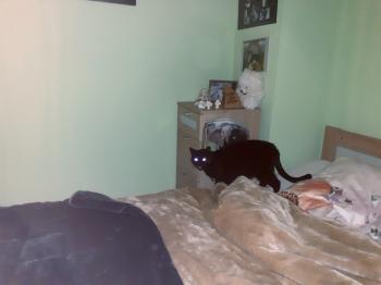 Romeo Bild von Romeo
