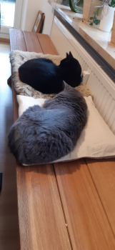 Shasa Bild von Shasa