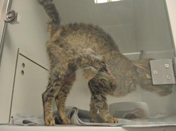 Xsara Bild von Xsara