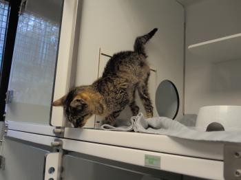 Xsara Bild von Xsara