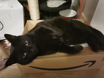 Blacky Bild von Blacky
