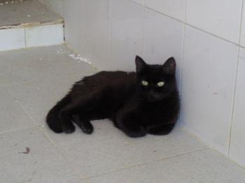 Nera Bild von Nera Corleone