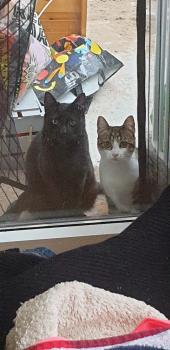 Milou Bild von Milou