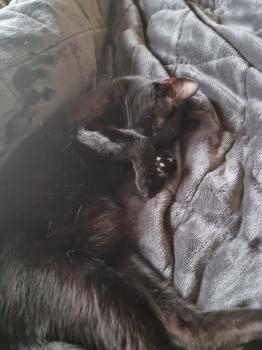 Milou Bild von Milou