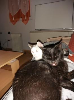 Babush Bild von Babush