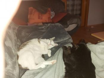 Desirée Bild von Desirée