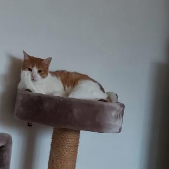 Harpo Bild von Harpo