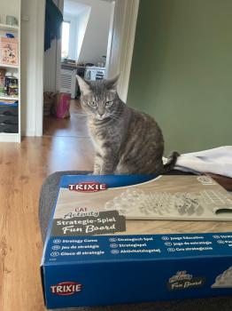Moli Bild von Moli
